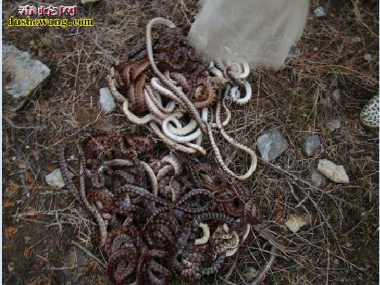 山西太岳山群蛇集体“自杀”的诡异事件大揭秘！