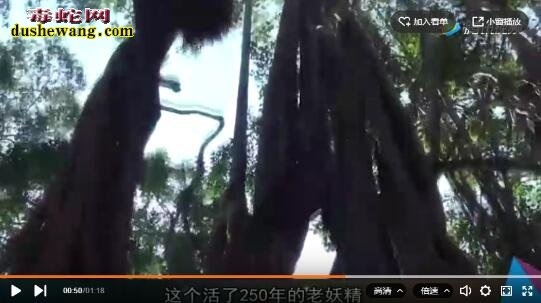 世界上最大的榕树