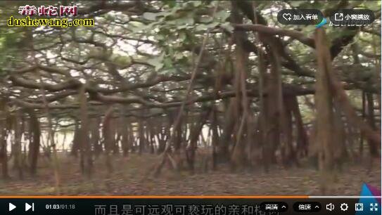 世界上最大的榕树