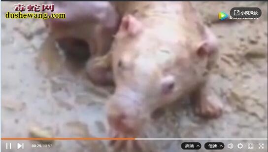 不明生物!农田发现一只不明生物 像猪、像老鼠?