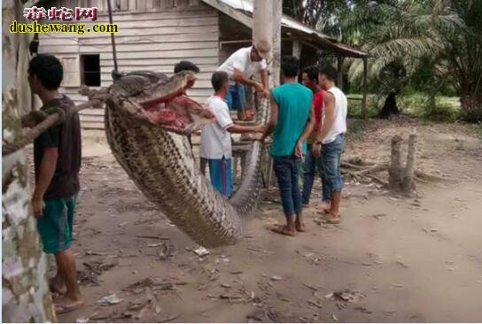 印尼7米巨蟒拦路被打死！最开心的是村民可以吃蛇肉了！