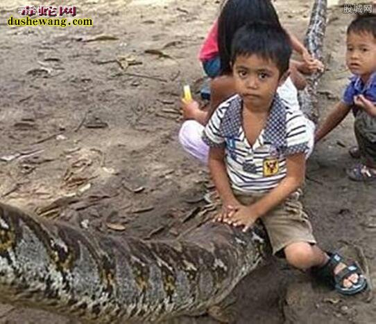 印尼7米巨蟒拦路被打死！最开心的是村民可以吃蛇肉了！