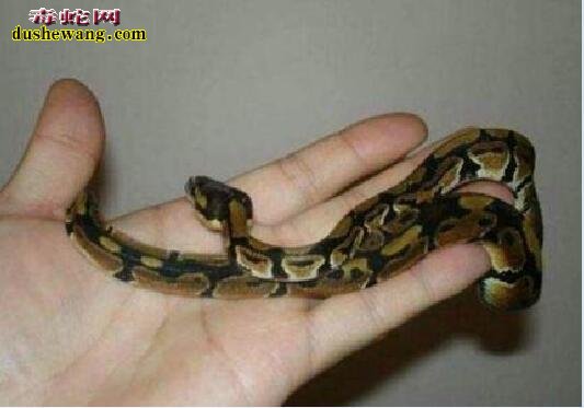宠物蛇多少钱一条?