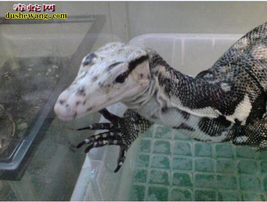 水巨蜥图片