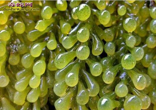 神奇植物:海里的“绿葡萄”,被誉为“绿色鱼子酱”