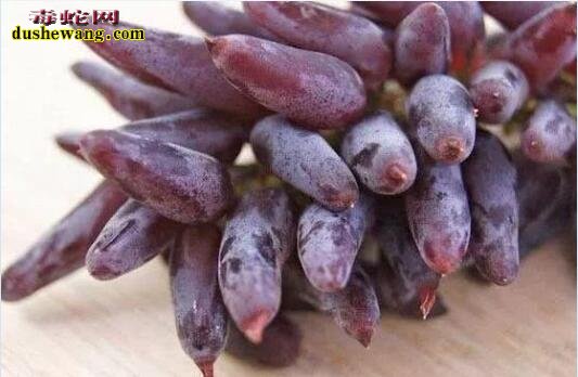 神奇植物:看似葡萄却是辣椒味!你吃过这种水果吗?