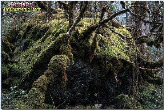 地球上最诡异的五个地方,四川黑竹沟“死亡之谷”你了解吗?