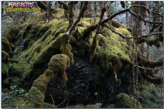 地球上最诡异的五个地方，四川黑竹沟“死亡之谷”你了解吗？