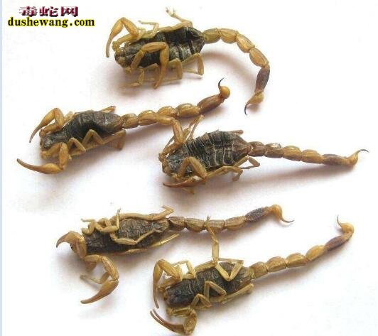 蝎子价格