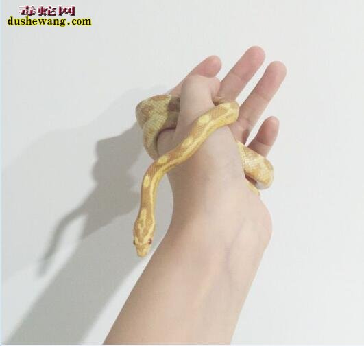 养蛇是一种怎样的体验