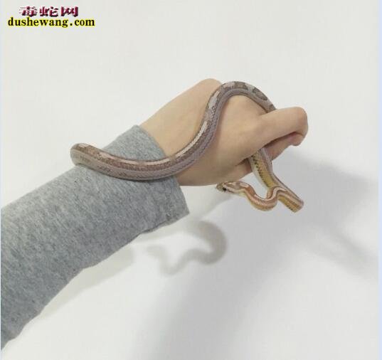 养蛇是一种怎样的体验