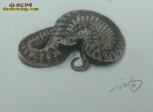 3d蛇图片