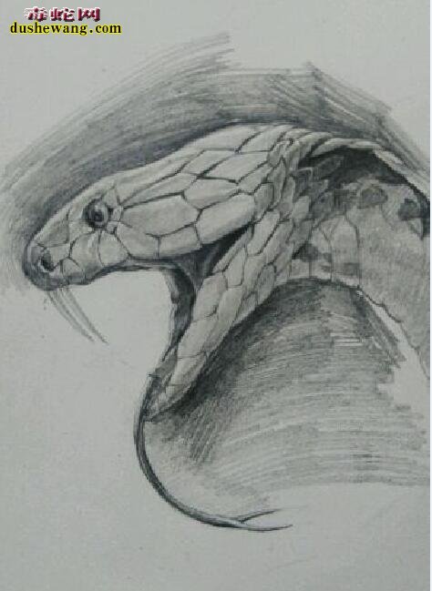 蛇的素描图片