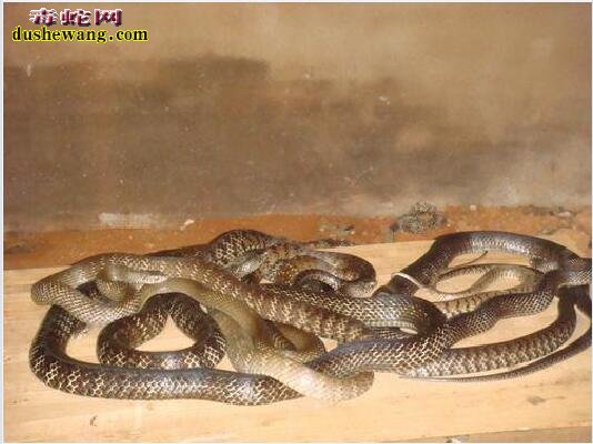 陕西哪里有培训养蛇的学校