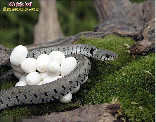 养殖的大王蛇为什么会生软蛋？