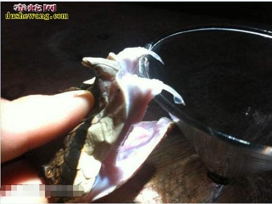 蛇毒赚钱:想靠养殖毒蛇卖蛇毒的蛇友该醒醒了!