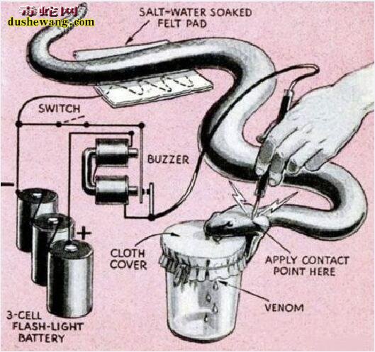 蛇毒赚钱：想靠养殖毒蛇卖蛇毒的蛇友该醒醒了！