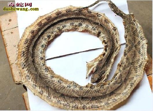 干白花蛇:大白花蛇和小百花蛇有什么不同?