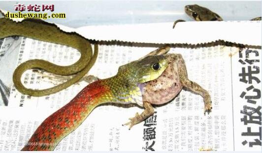 红脖颈槽蛇幼体饲养与价格
