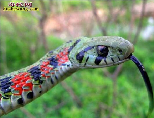 红脖颈槽蛇和虎斑游蛇的区别