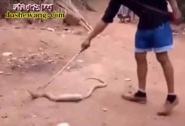 男子捕获一条肚子鼓鼓的蟒蛇!帮助吐出后惊呆观众!