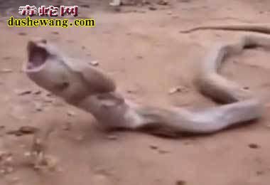 男子捕获一条肚子鼓鼓的蟒蛇!帮助吐出后惊呆观众!