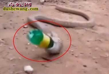 男子捕获一条肚子鼓鼓的蟒蛇!帮助吐出后惊呆观众!