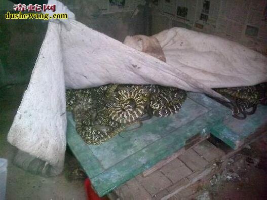 大王蛇养殖周期多长?