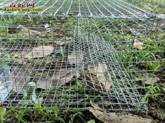 捕捉水律蛇:怎样才能装到野生水律蛇?