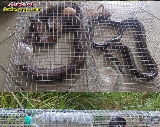 捕捉水律蛇:怎样才能装到野生水律蛇?