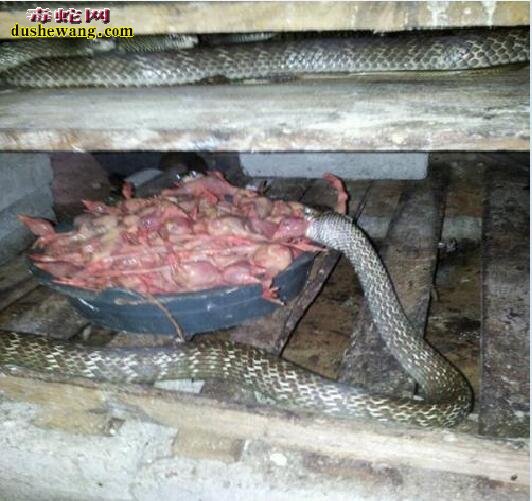 养蛇场养殖的水律蛇吃蛇怎么办？