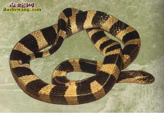 跟金环蛇相似的蛇是什么蛇？有哪些品种？