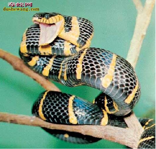 跟金环蛇相似的蛇是什么蛇？有哪些品种？