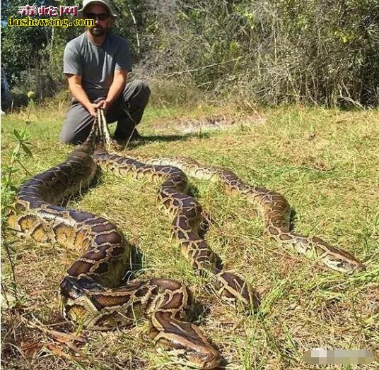 佛罗里达州的外来物种蟒蛇！现成为世界上最多的地区！
