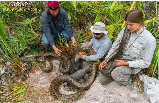 佛罗里达州的外来物种蟒蛇！现成为世界上最多的地区！