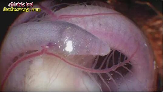 欧洲男子发现“中国龙”胎!难到传说中的“龙”就是这种生物吗?
