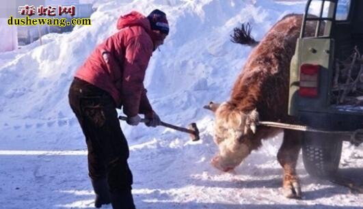 尼泊尔：世界上最残暴的杀牛方式！实拍世界上各地杀牛方式！