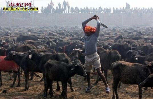 尼泊尔：世界上最残暴的杀牛方式！实拍世界上各地杀牛方式！