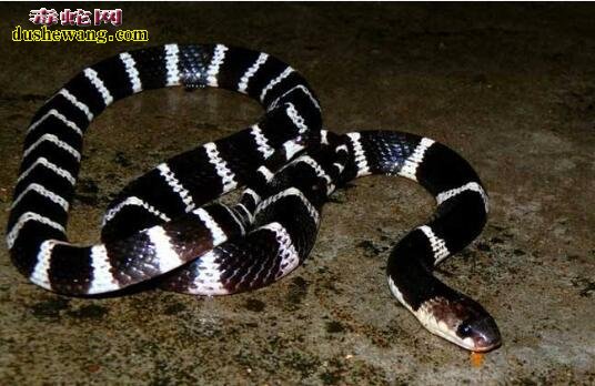 世界十大最致命毒蛇！海蛇最毒、太攀蛇第二！