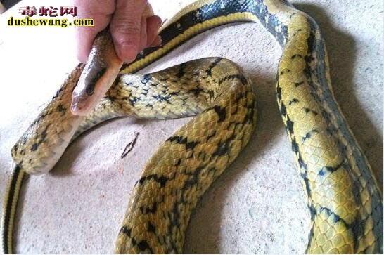 菜花蛇最大会长到多大？