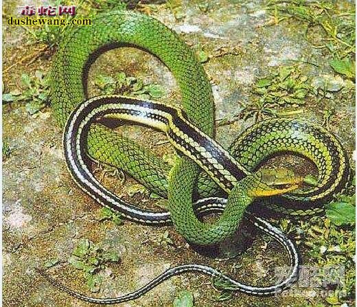 黑线乌梢蛇：黑线乌梢蛇有没有毒？