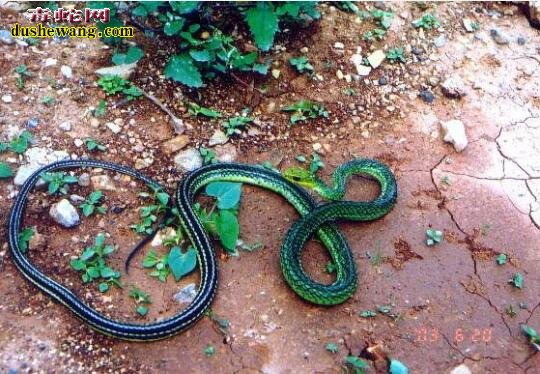黑线乌梢蛇：黑线乌梢蛇有没有毒？