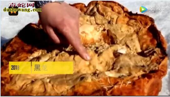 哈尔滨男子捡45斤“太岁”泡水!“肉灵芝”到底有什么功效?