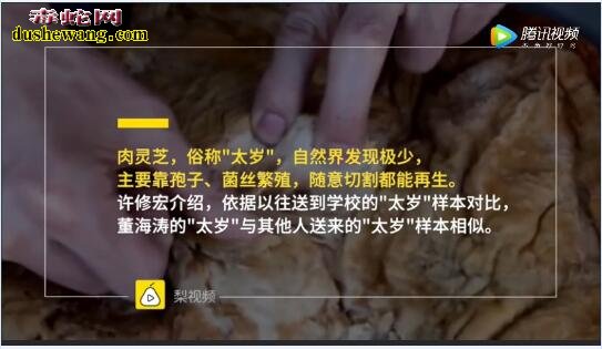 哈尔滨男子捡45斤“太岁”泡水!“肉灵芝”到底有什么功效?