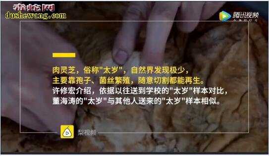 哈尔滨男子捡45斤“太岁”泡水！“肉灵芝”到底有什么功效？