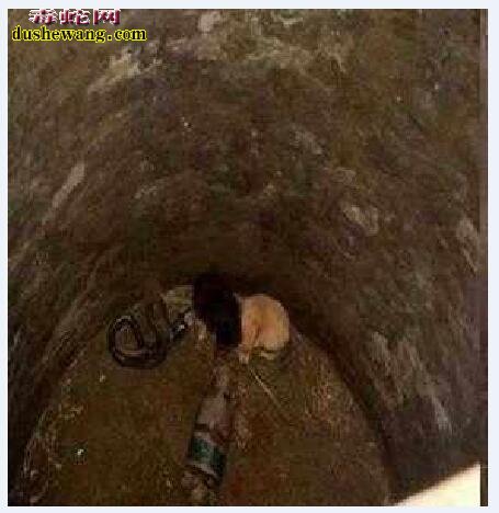 为什么掉入陷阱的眼镜蛇和两条小狗相安无事?