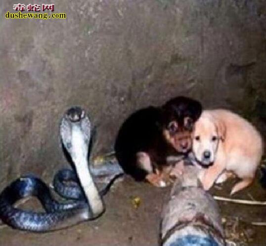 为什么掉入陷阱的眼镜蛇和两条小狗相安无事？