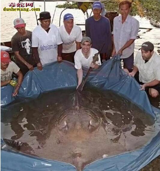 近年来网传17个巨型生物!一个比一个让人惊讶!