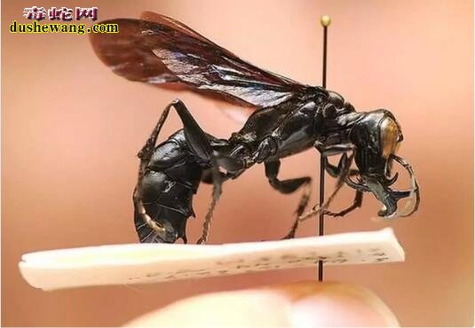 近年来网传17个巨型生物!一个比一个让人惊讶!