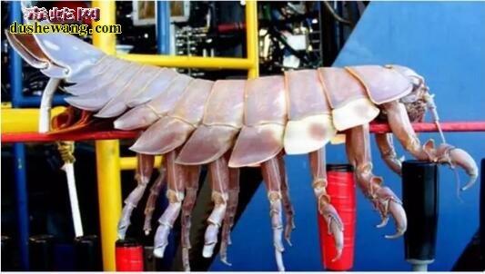 近年来网传17个巨型生物!一个比一个让人惊讶!